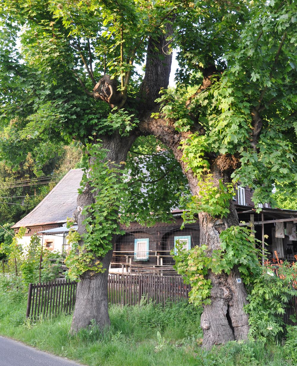 Javorov� br�na v Ro�anech